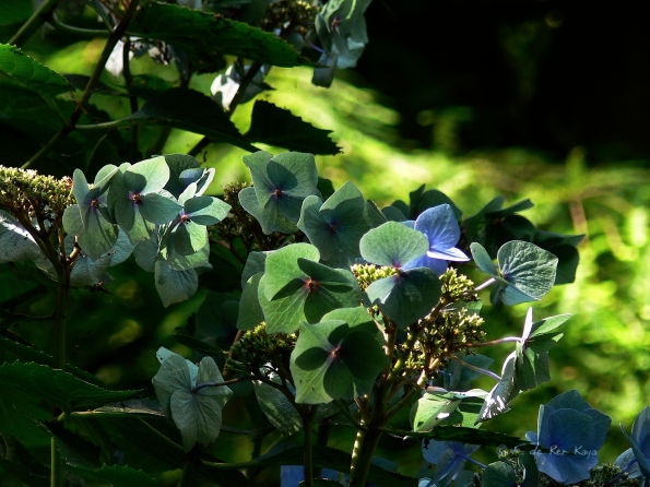 Bois des Moutiers  (81) Summer 2012